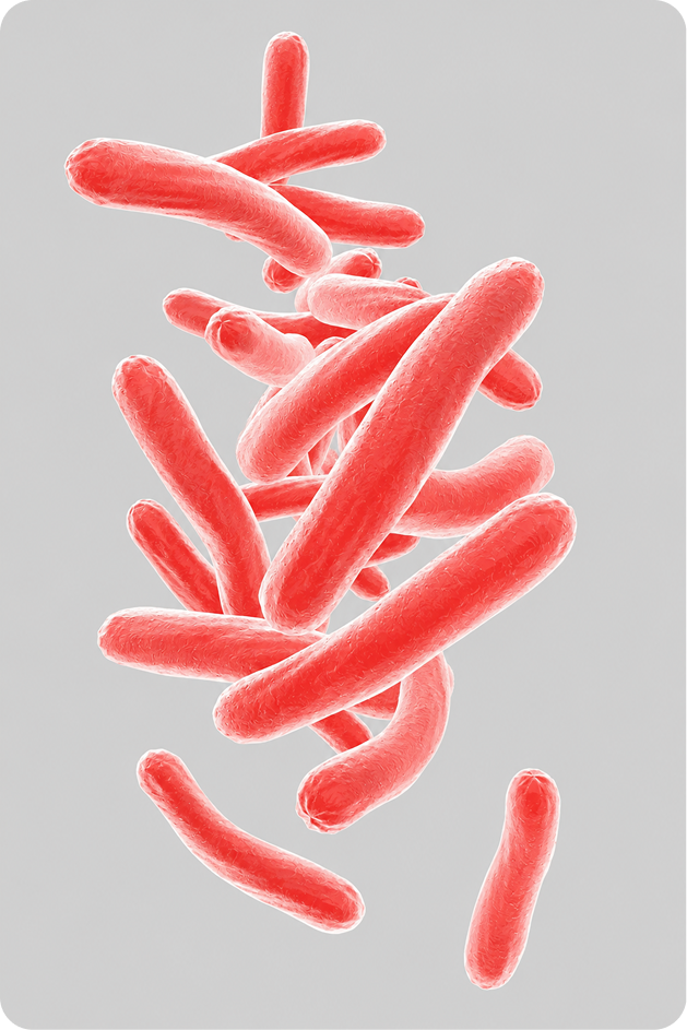 TB bacteria illustration